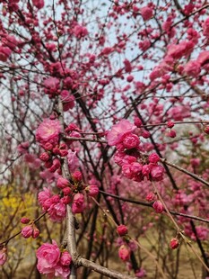盛开的粉色繁花枝头