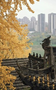 古刹钟声远 银杏叶正黄