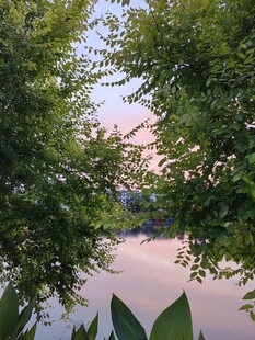 湖畔绿荫下的静谧风光