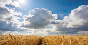 麦田蓝天阳光照耀的美景