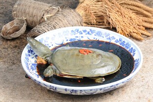 碗中甲鱼