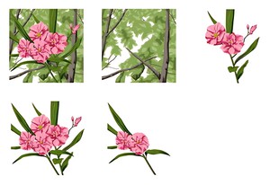 粉色花卉植物素材集合