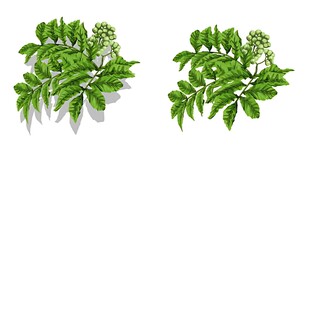 两片翠绿羽状植物叶片