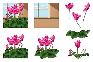 仙客来花卉插画欣赏