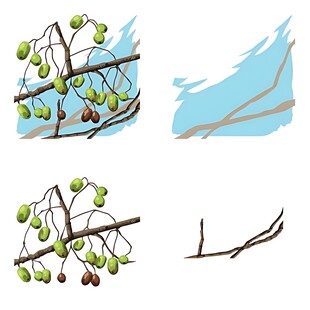 树枝与果实插画素材