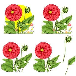 大丽花花卉插画素材