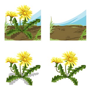 蒲公英生长过程插图
