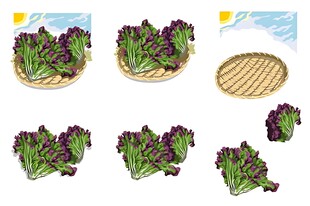 新鲜生菜插画展示