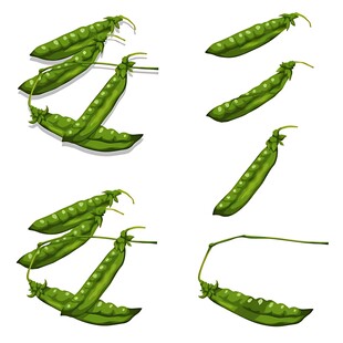 新鲜翠绿的荷兰豆排列展示