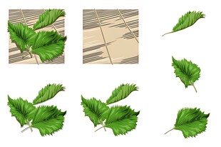 绿叶图片素材集合