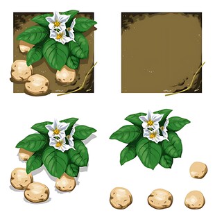 马铃薯植株与块茎图片集