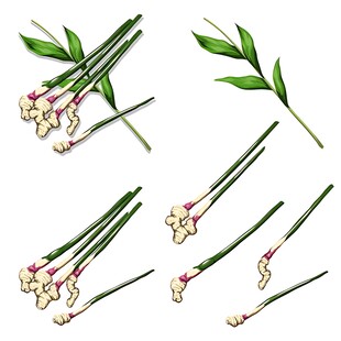 手绘精美姜花植物素材