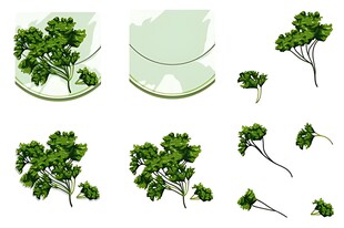 新鲜欧芹素材集合