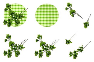 新鲜绿植多样形态展示