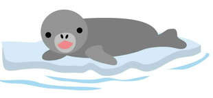 冰上休憩的可爱小海豹