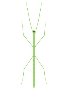 绿色竹节虫特写