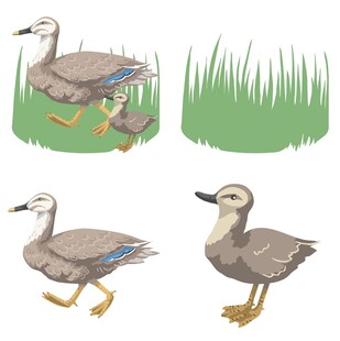 行走的灰羽鸭子插画