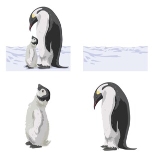 企鹅姿态合集