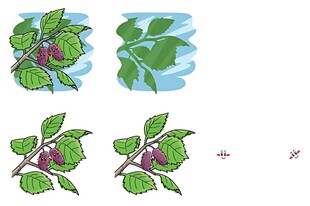 桑葚枝叶绘画步骤展示