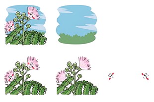 花朵植物生长过程图示