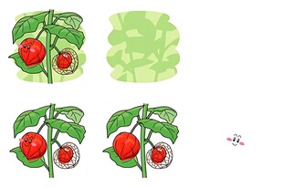 番茄生长过程图示