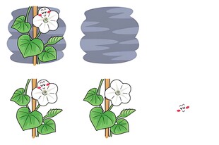 棉花生长过程图示