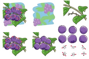 紫色花朵植物插画素材