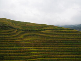 云雾下的层层翠绿梯田