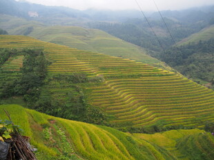 壮美梯田景观 绿意盎然