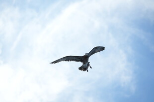蓝天中翱翔的飞鸟