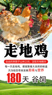 180天谷饲走地鸡