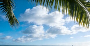 蓝天椰影下的海边美景