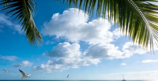 蓝天椰影下的美丽海景