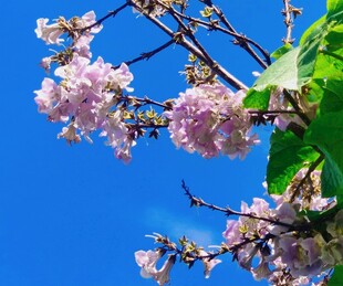 蓝天映衬下的烂漫樱花