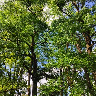 夏日葱郁树林景观