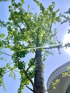 蓝天映衬下的葱郁银杏树