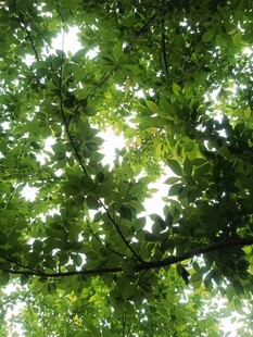 透过树叶的斑驳阳光