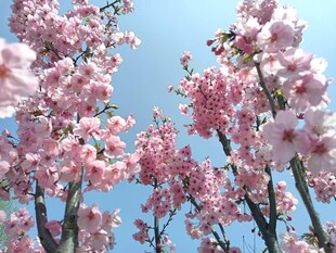 蓝天映衬下的烂漫樱花