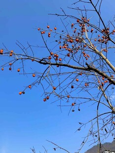 蓝天映衬下的柿子树枝