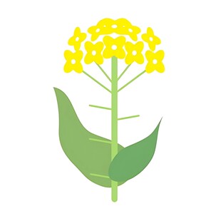 黄色小花植物插画