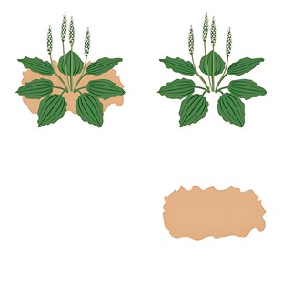 绿叶植物图案素材