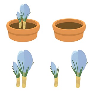 番红花生长过程图示