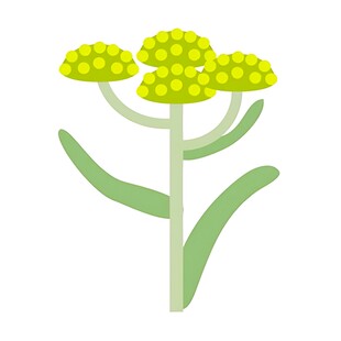 黄色花朵植物插画