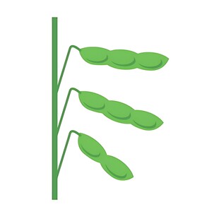 绿色豆荚植物插画