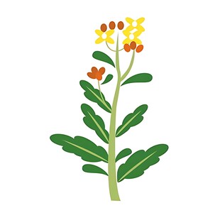 手绘单株花卉植物插画