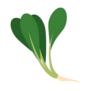 新鲜小白菜插画