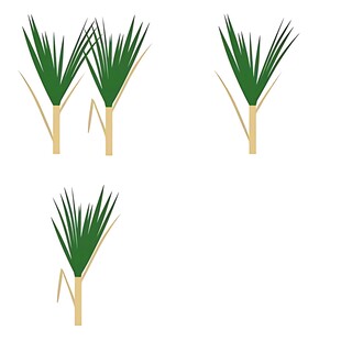 四株绿色棕榈植物插画