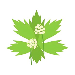 绿叶白花植物插画