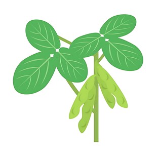 绿色大豆植株插画