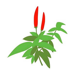 两枝红辣椒与绿叶植物